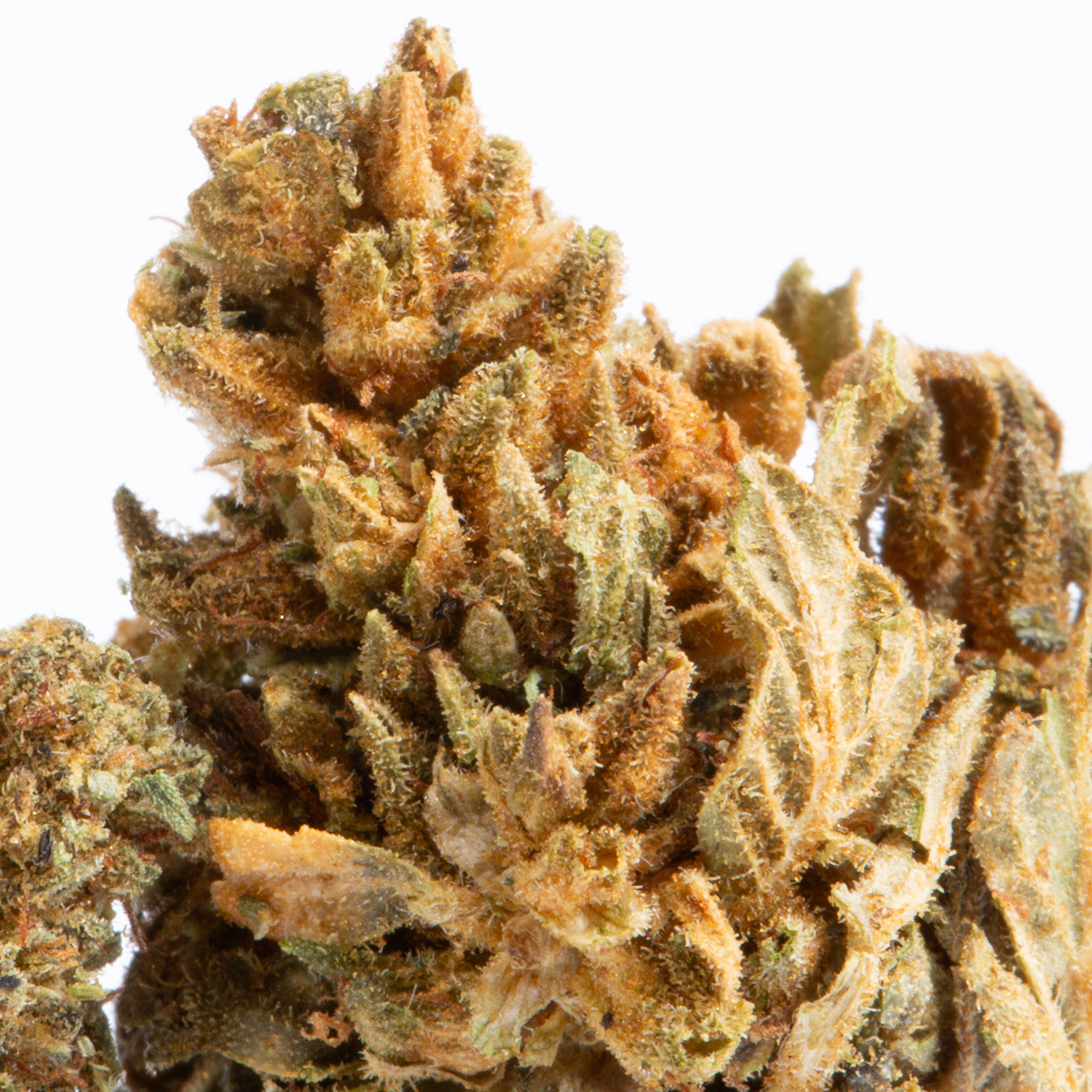 Pitbull (A) - Image 2