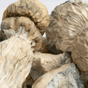 SV-13 Albino Mushrooms