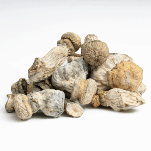 Alternative view of SV-13 Albino Mushrooms