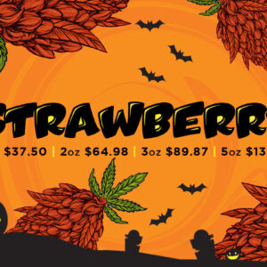 The Strawberry strain is a sativa dominant hybrid that has earned a cult following among cannabis lovers. While its exact genetics remain a mystery