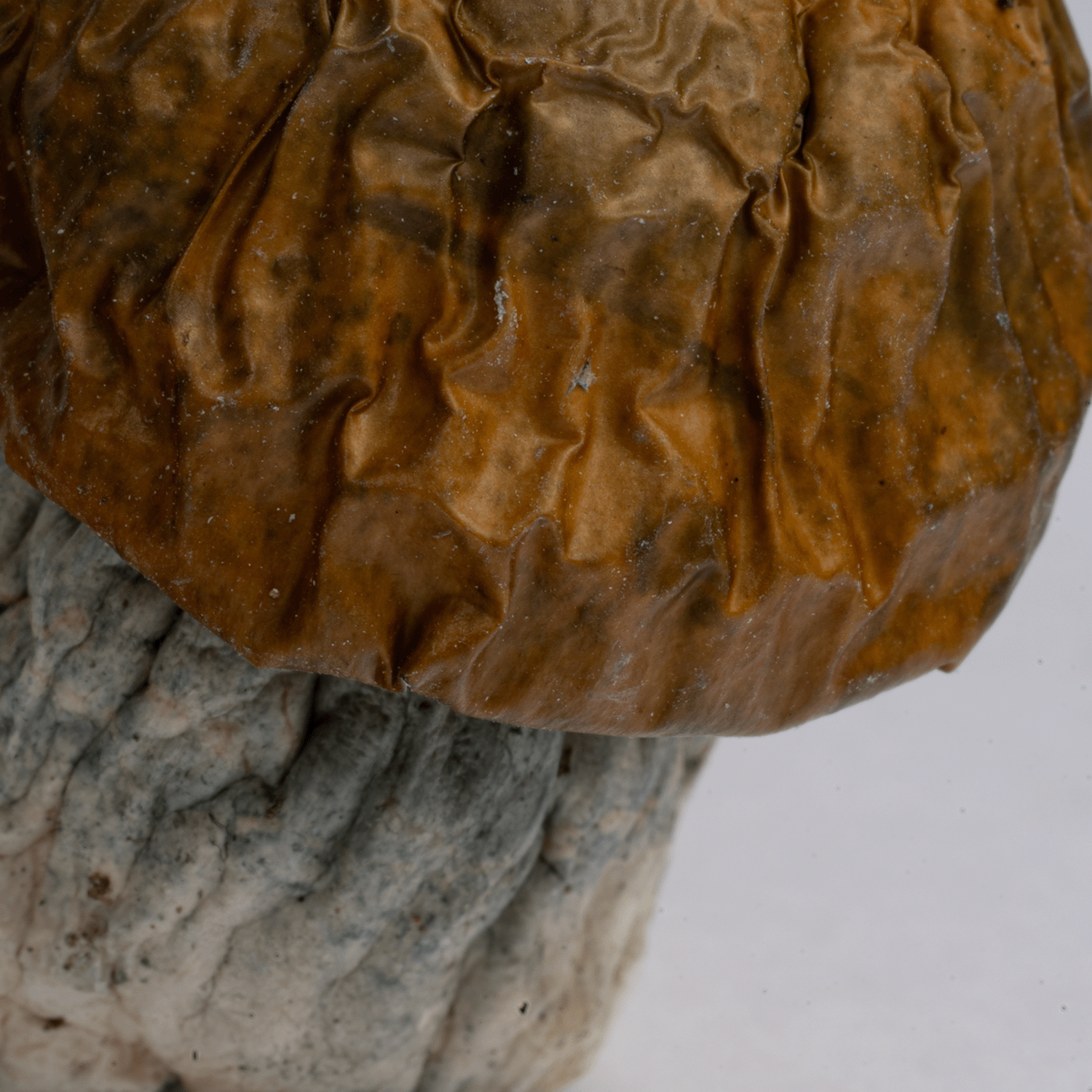 Avalanche Mushrooms - Image 2