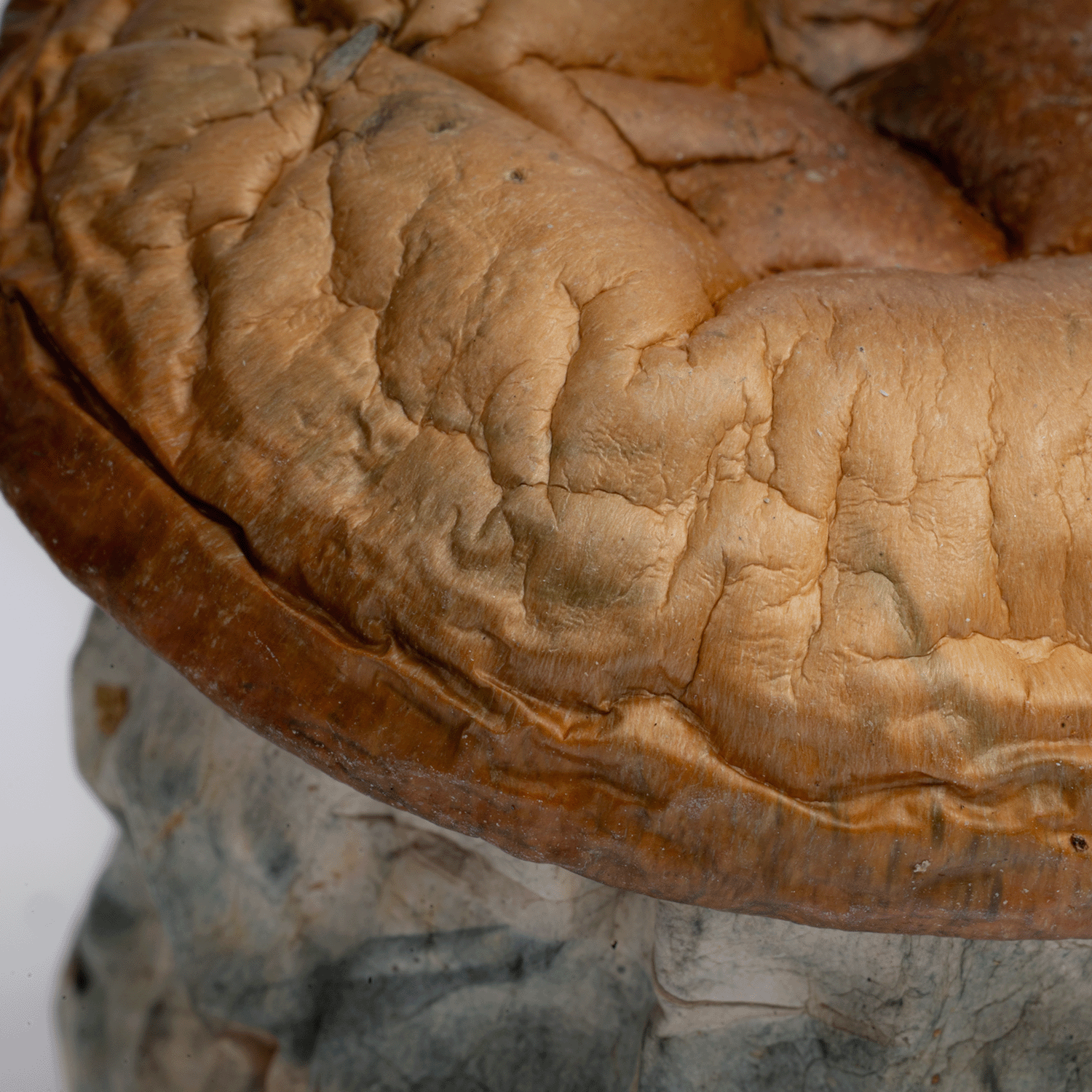 Dino Eggs Mushrooms - Image 2