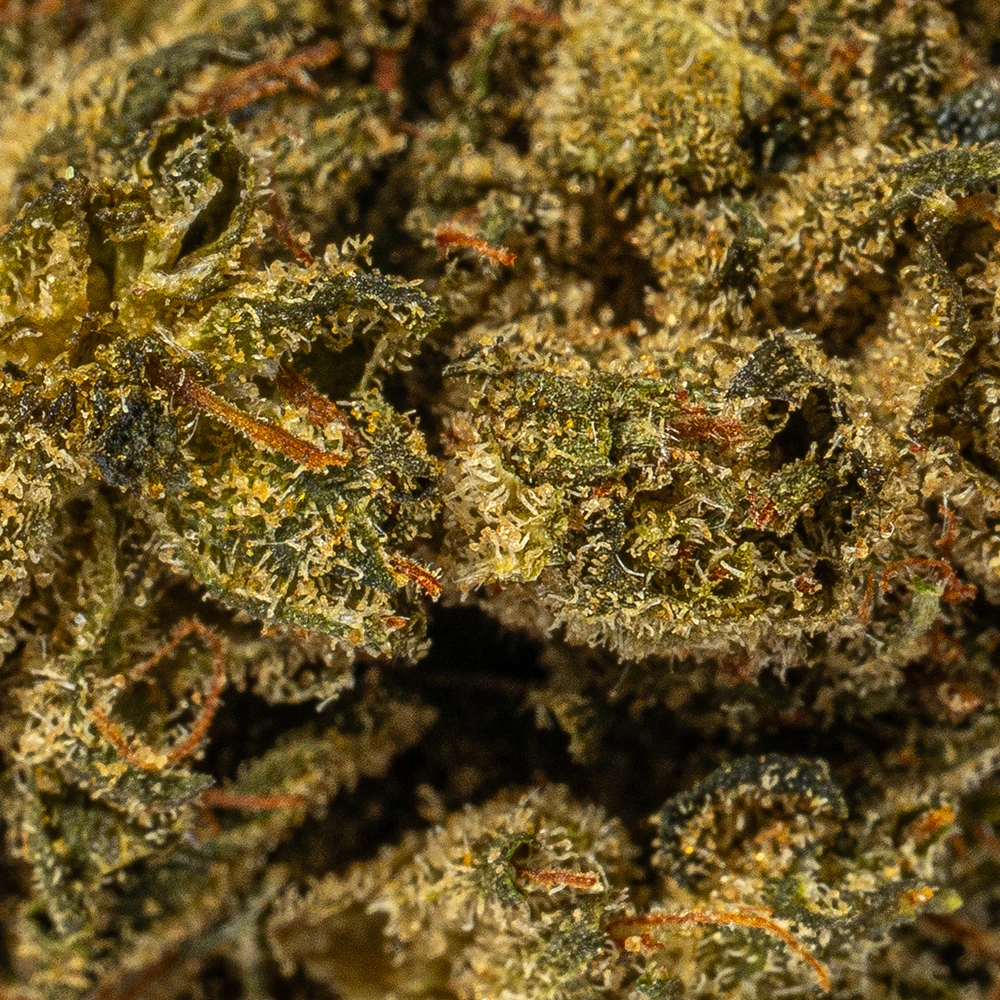 El Chapo Smalls (AAAA) - Image 4