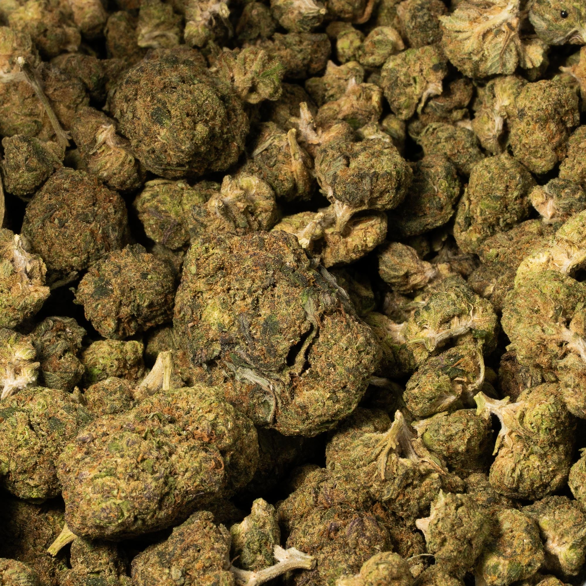 Purple Rain (AA) - Image 5