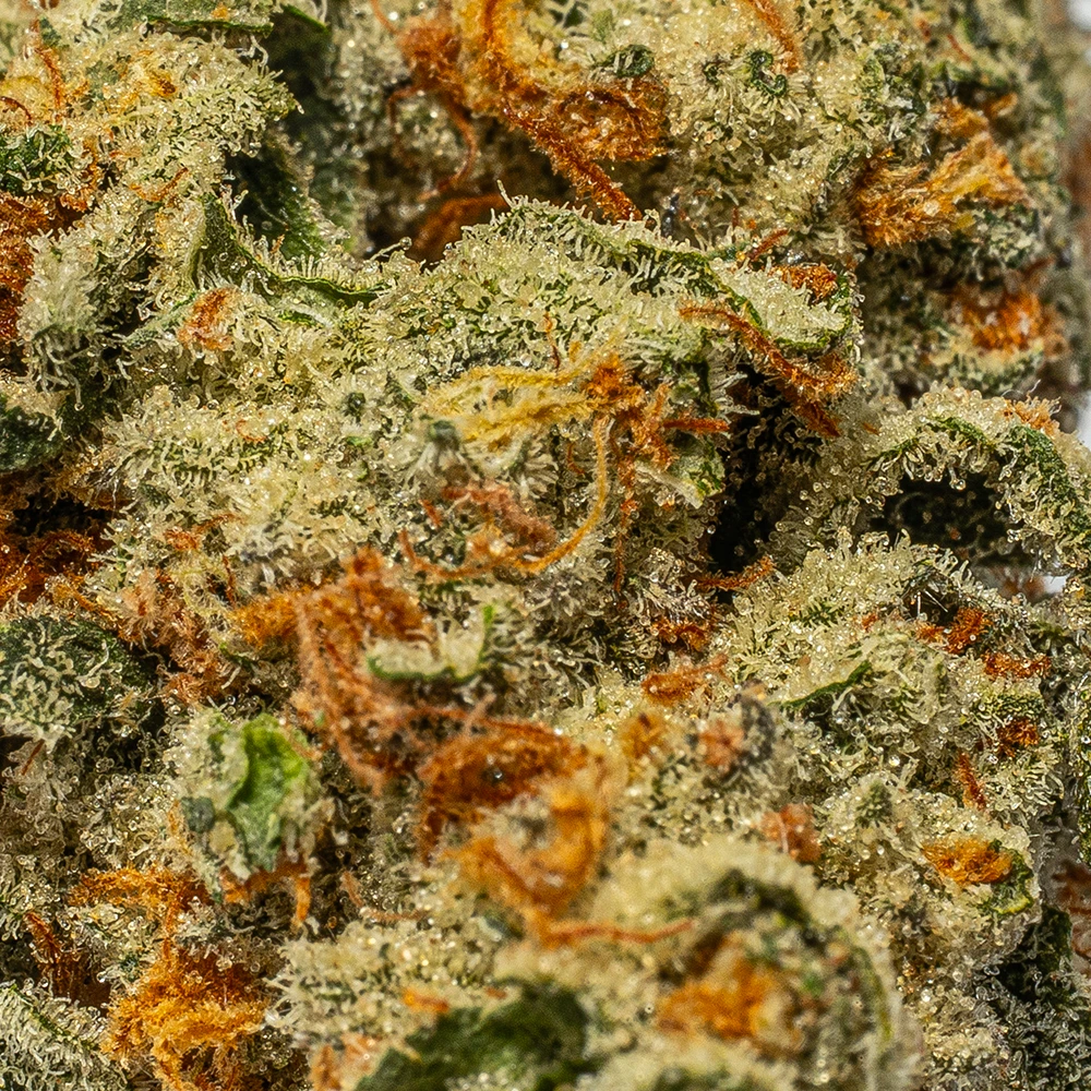 White Widow (AA+) - Image 5