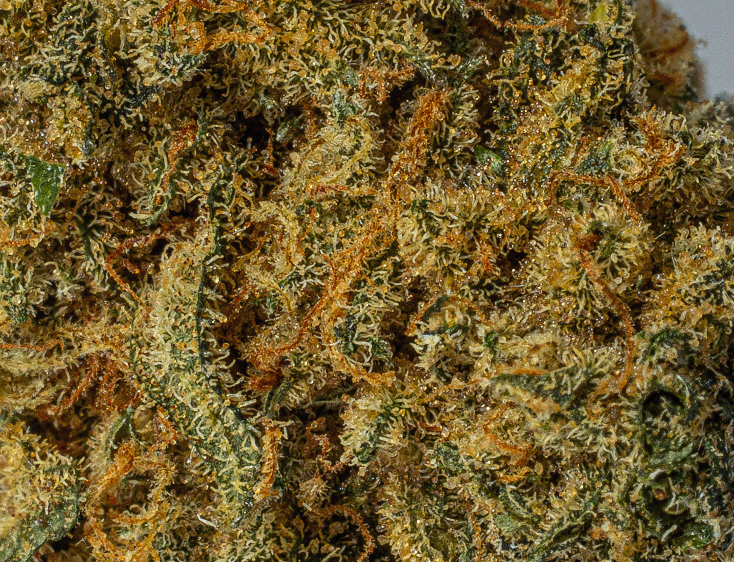 Orange Mints (AAA) - Image 4