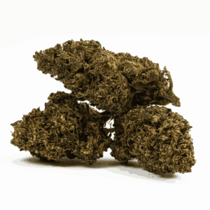 Alternative view of Jean Guy (AA)