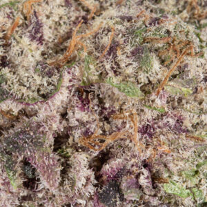 Alternative view of Italian Ice (AAAA)