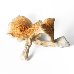 Full Moon Party Mushrooms