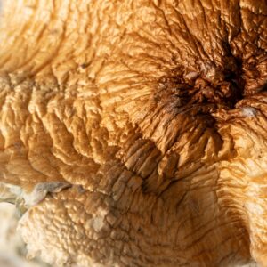 Alternative view of Full Moon Party Mushrooms