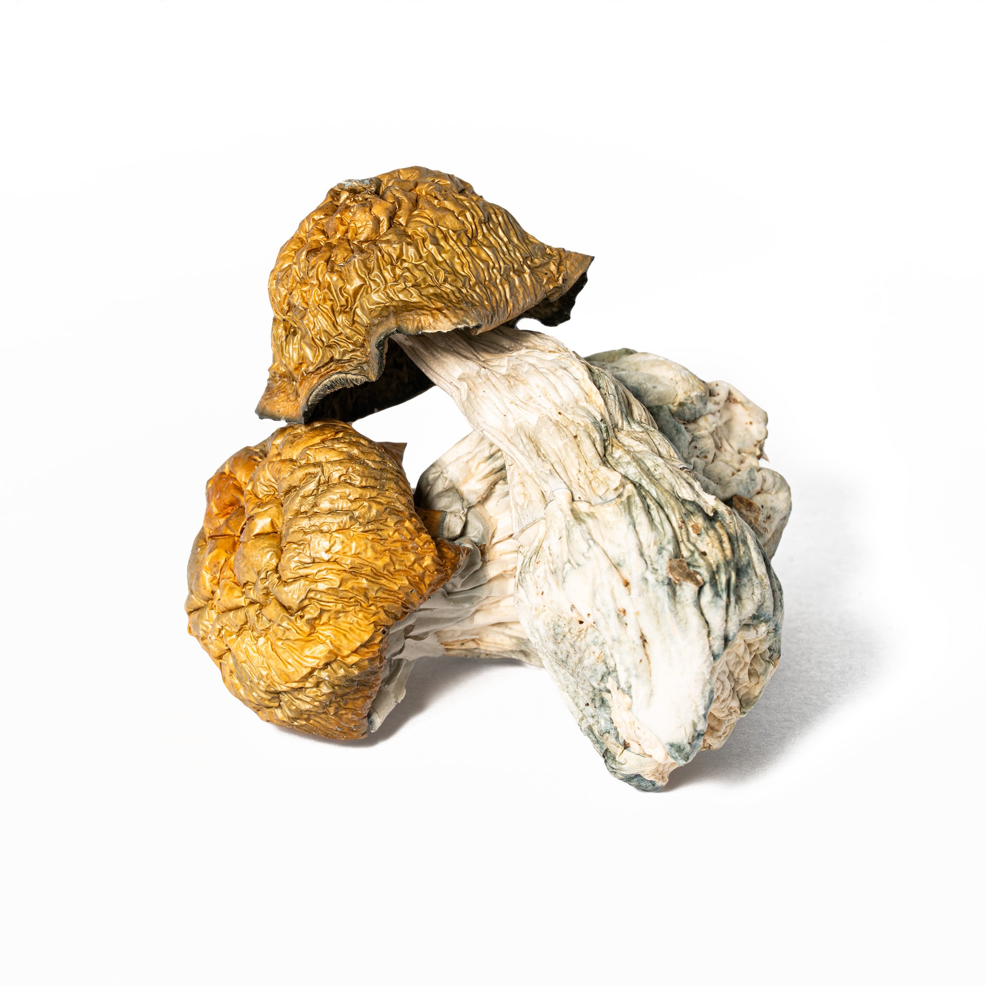 Golden Penis Envy Mushrooms