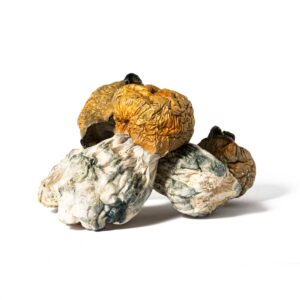 Alternative view of Golden Penis Envy Mushrooms