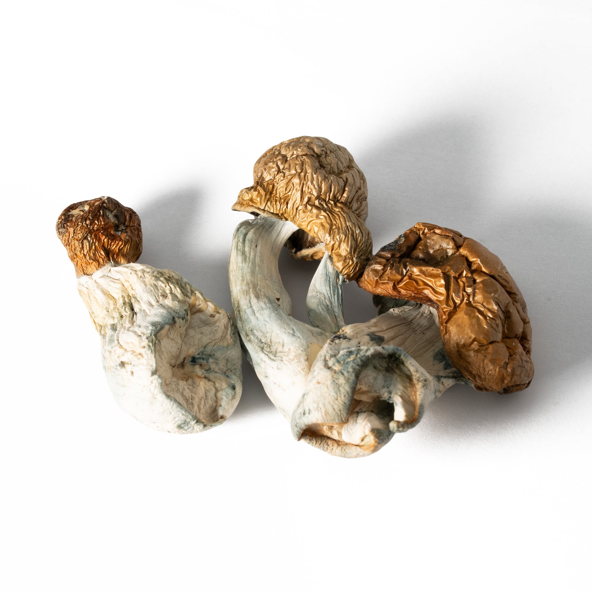 Koh Samui Mushrooms - Image 5