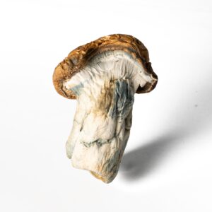 Alternative view of Koh Samui Mushrooms