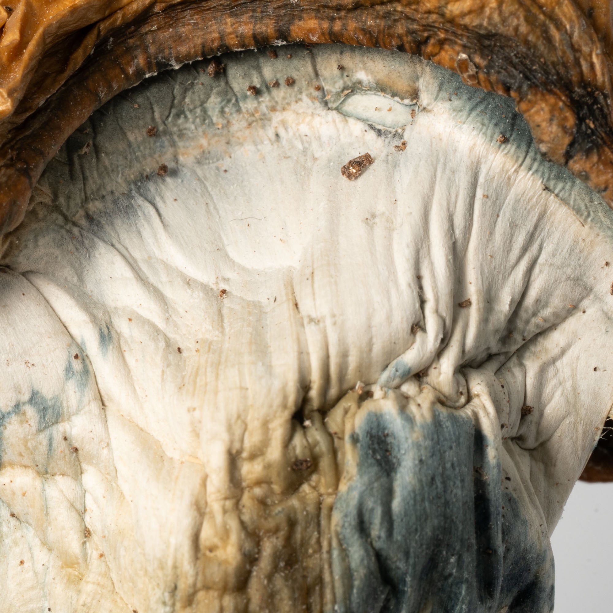 Koh Samui Mushrooms - Image 4