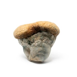Alternative view of Squat Mak Mushrooms