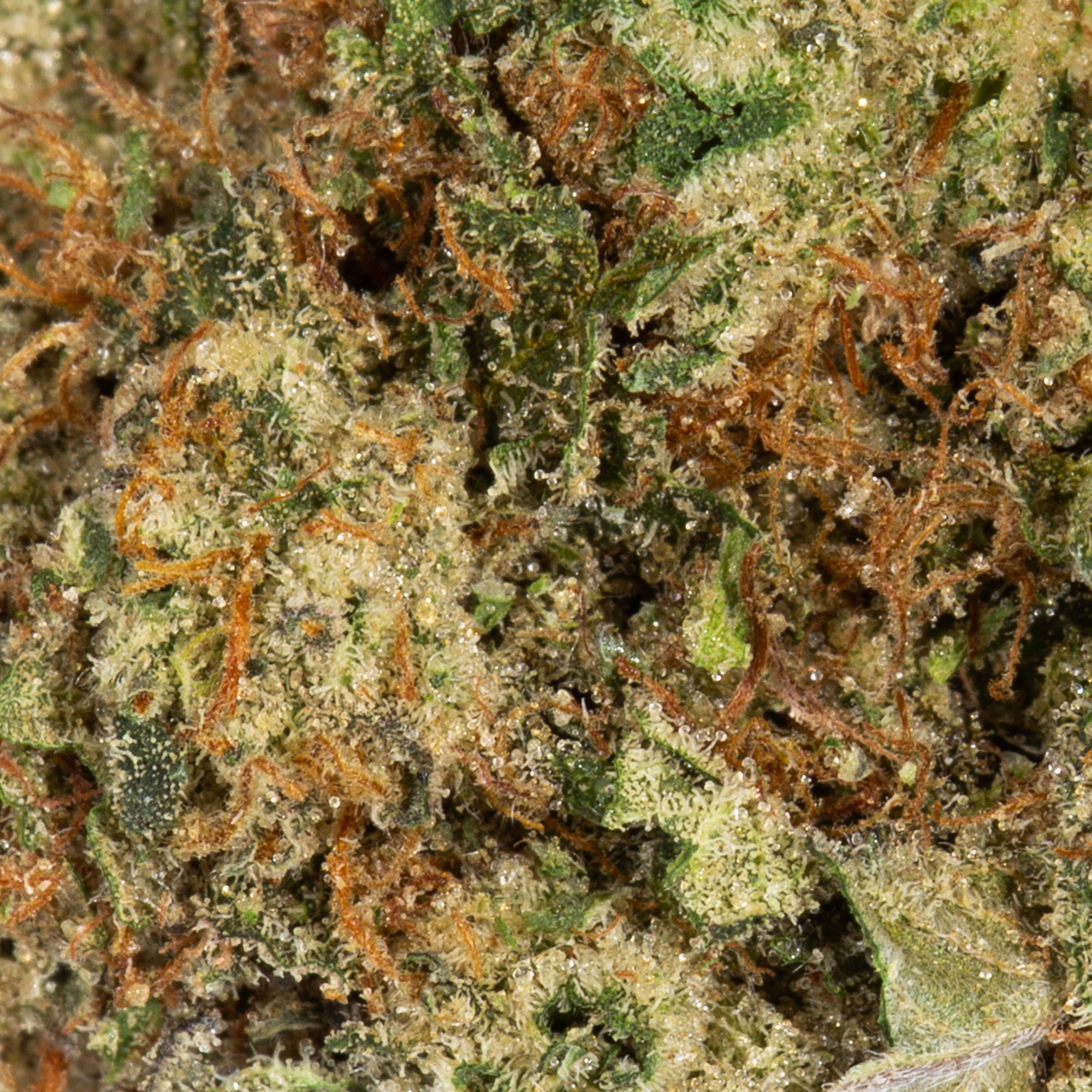 Unicorn Poop (AAA+) Promo - Image 3